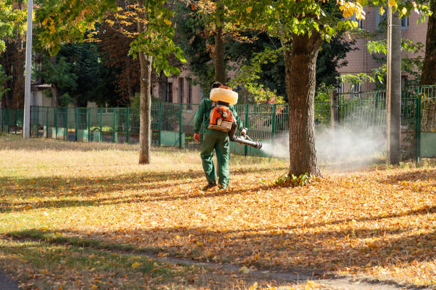 Best Local Pest Control Services  in Valle Vista, CA