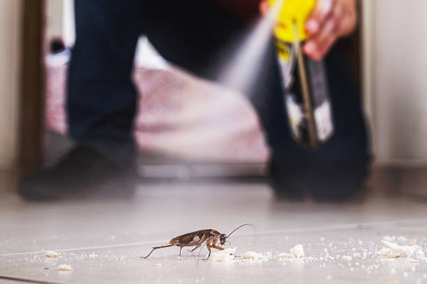 Best Affordable Pest Control Services  in Valle Vista, CA