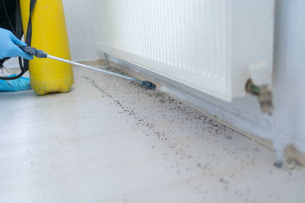 Best Cockroach Control Services  in Valle Vista, CA