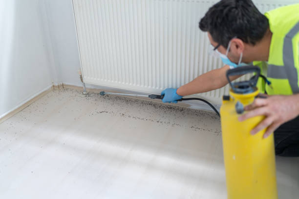 Best Flea Control Services  in Valle Vista, CA